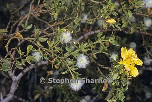 larrea tridentata 2 graphic